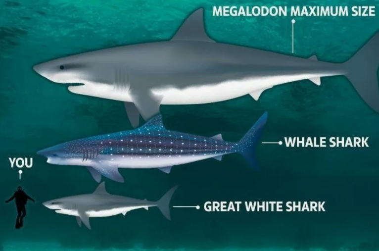 "Мегалодоны поедали своих братьев еще в утробе": суровая жизнь самых кровожадных монстров нашей планеты