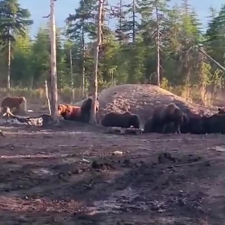 Под Магаданом местные жители сняли в лесу несколько десятков медведей, которы...