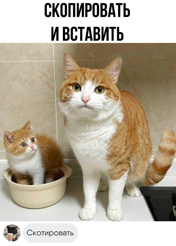 Улыбатор