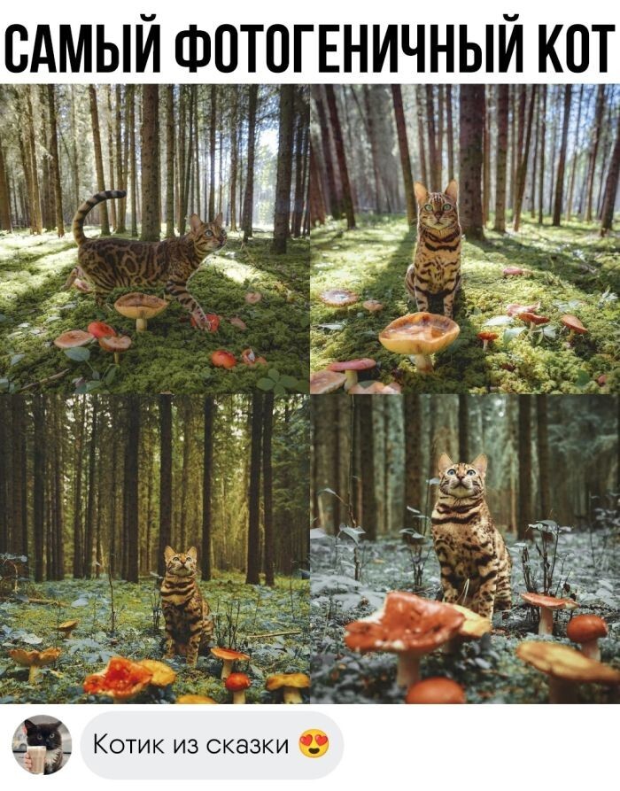 Улыбатор