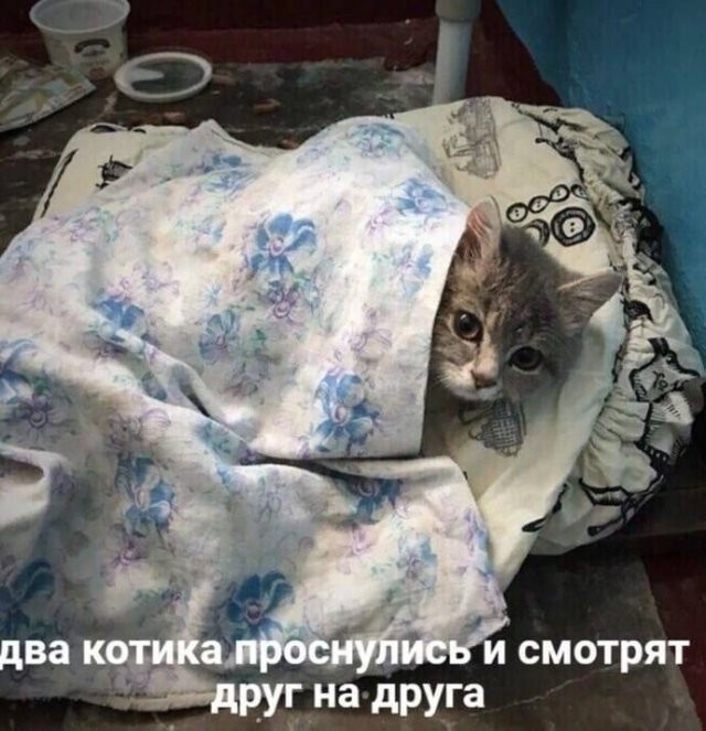 Скрины из соцсетей