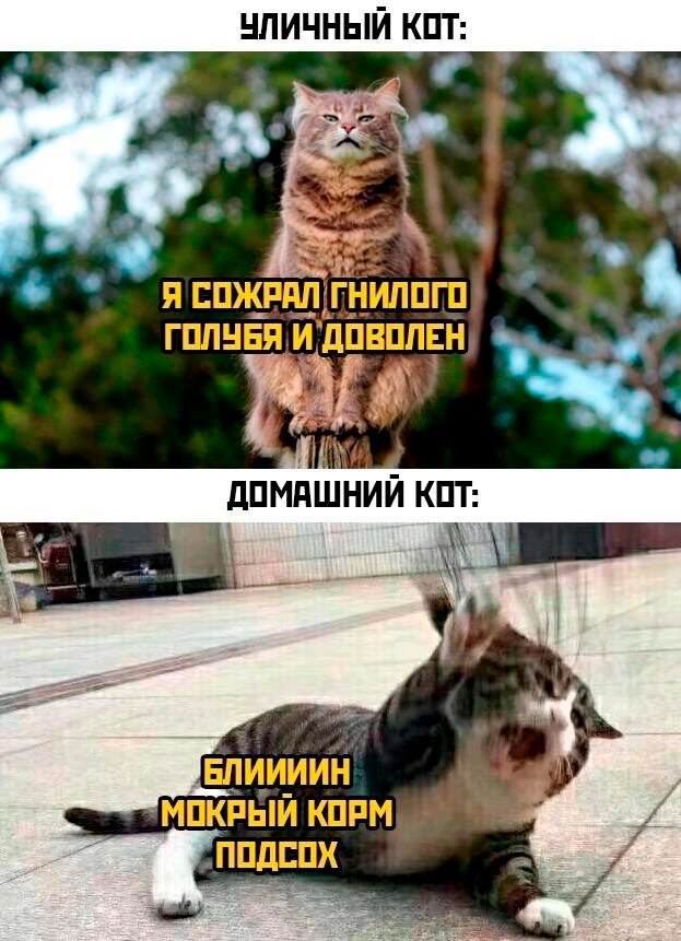 Скрины из соцсетей
