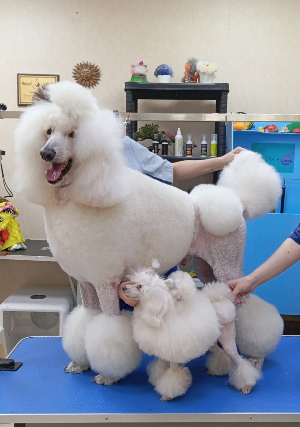 На общую тему 