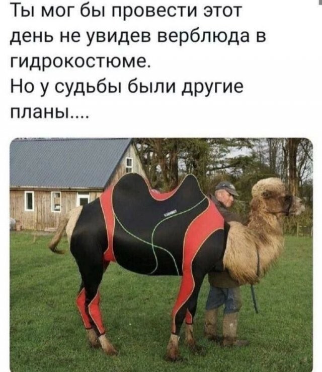 Скрины из соцсетей            