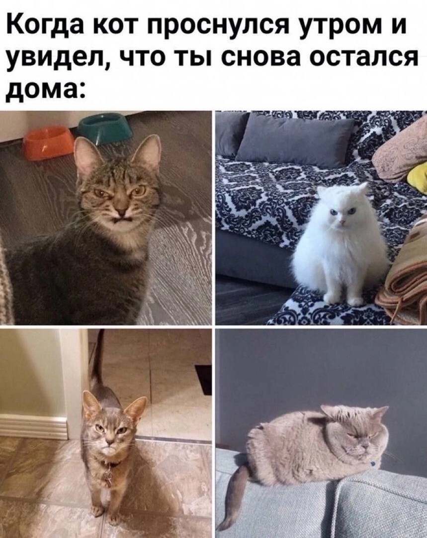 Просто веселые картинки