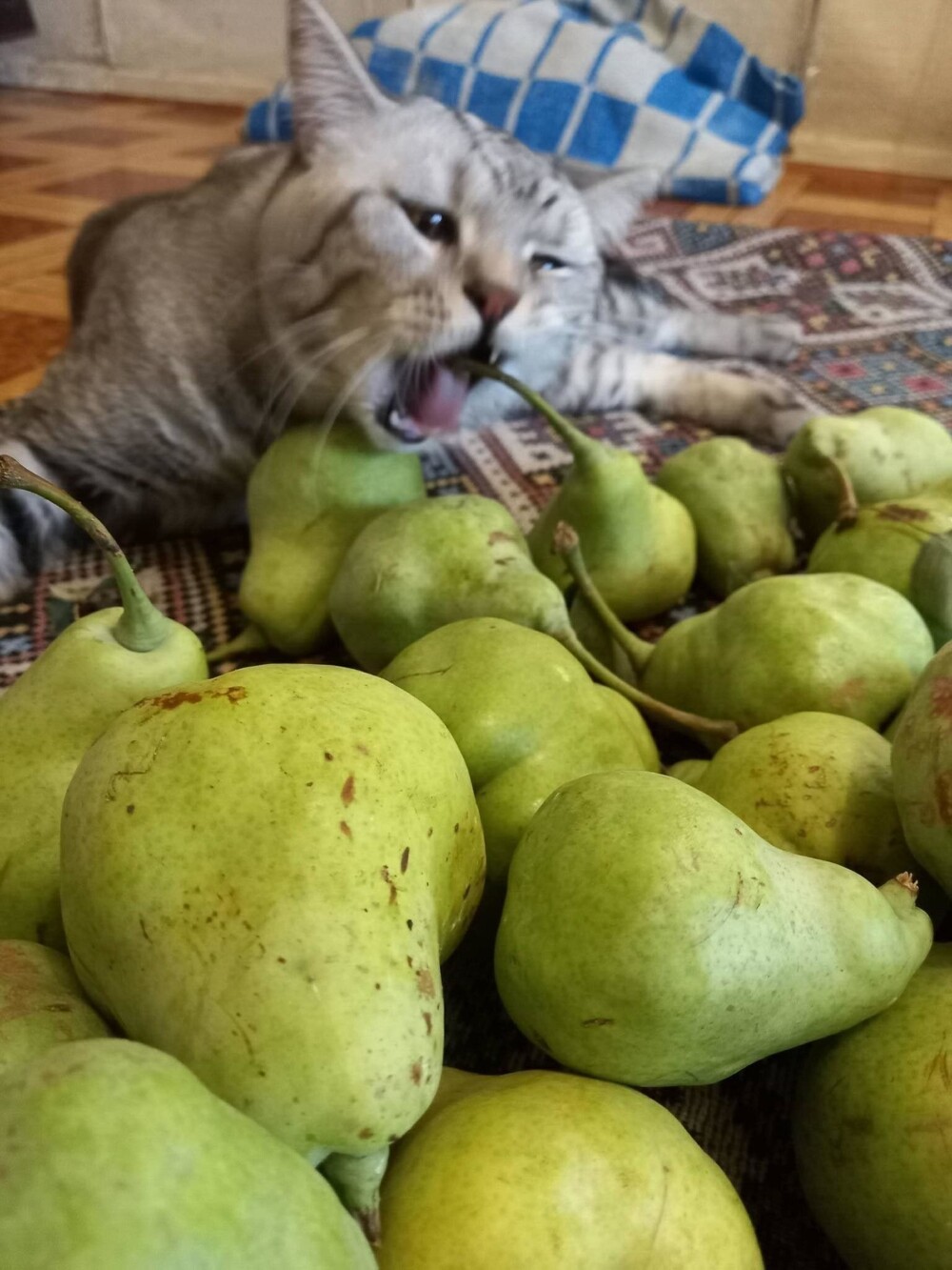 Наш веган :)