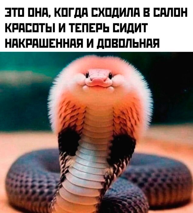 Скрины из соцсетей