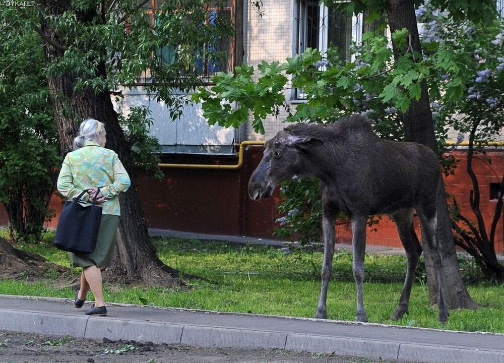 В России начинается гон у лосей, который может быть опасен для людей