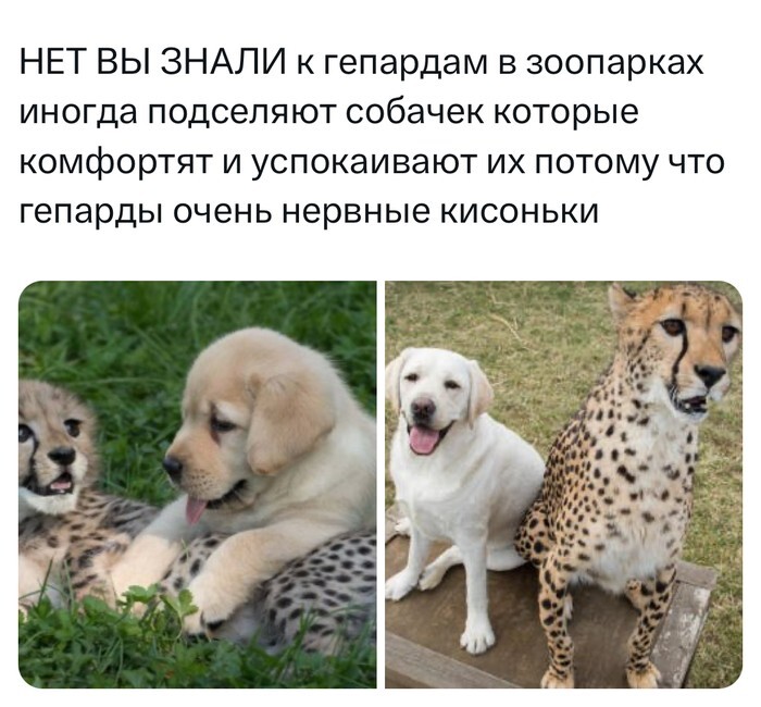 Не ищите здесь смысл. Здесь в основном маразм