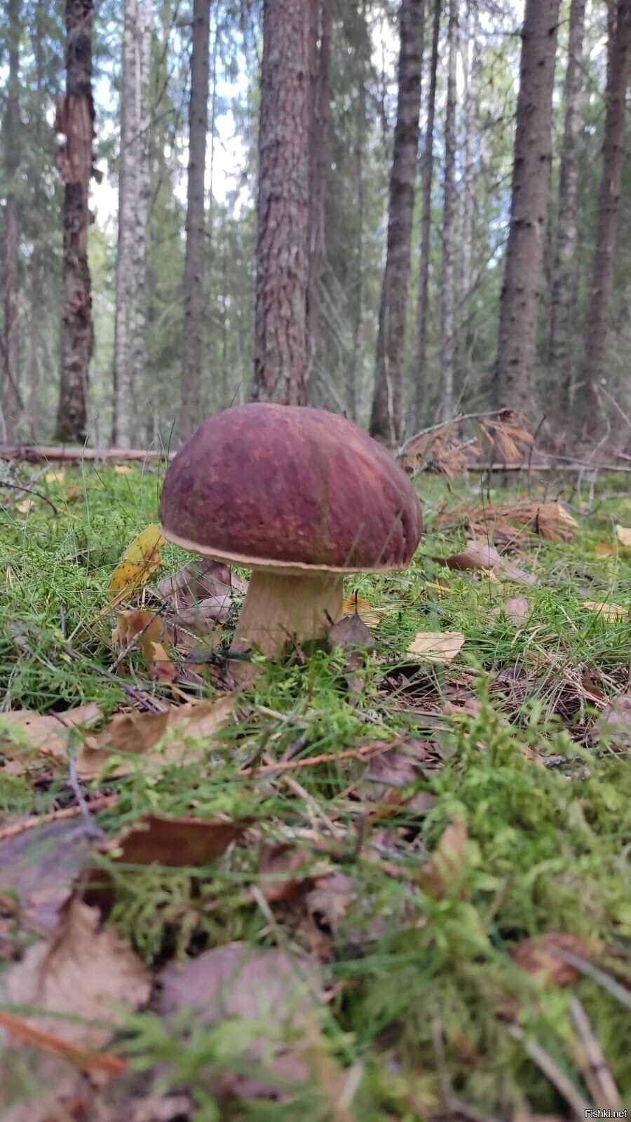 Солянка