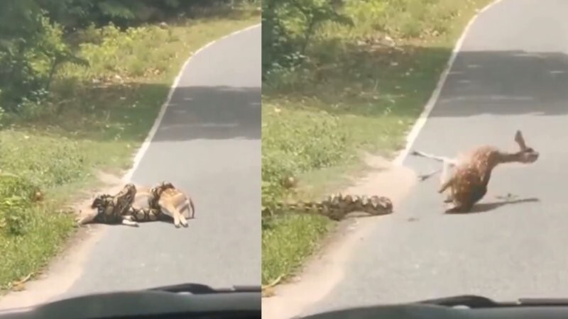 Семейная пара спасла оленя, на которого напала анаконда