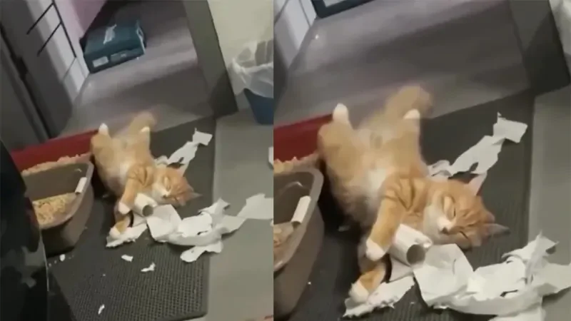 Кот уснул на месте преступления