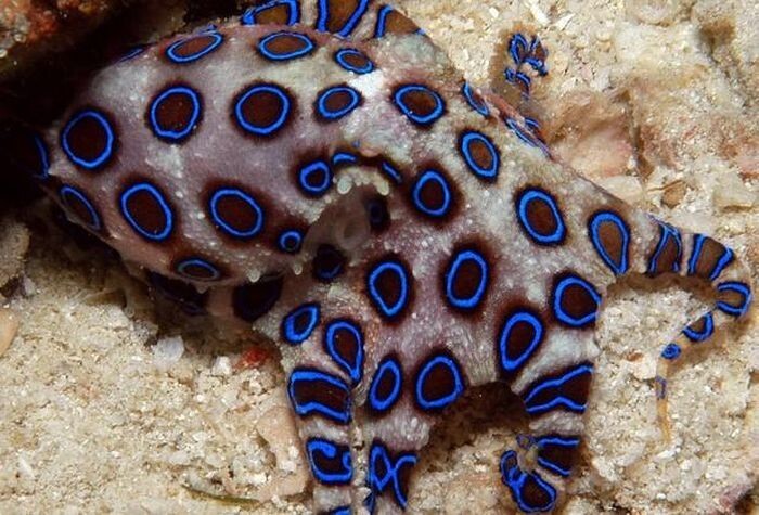 8. Синекольчатый осьминог (Hapalochlaena) — одно из самых ядовитых животных в мире