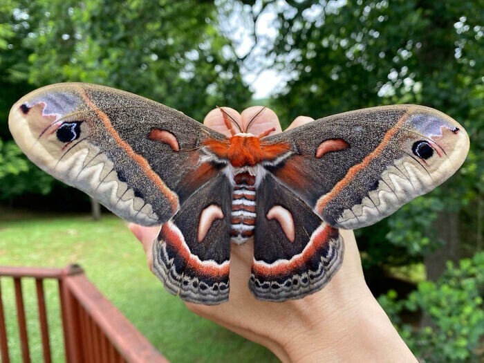 5. Мотылек Cecropia, самый крупный мотылек в Северной Америке, имеет размах крыльев 13-18 см