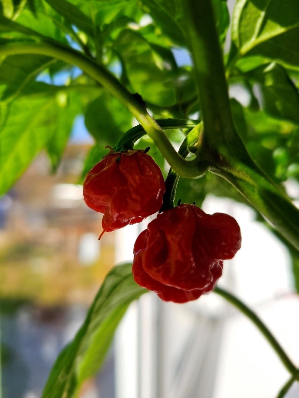 вырастил Carolina Reaper на балконе, запах у плодов обалденный