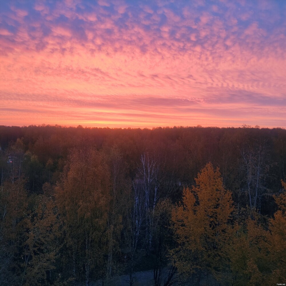 Зорька сегодня дюже красивая