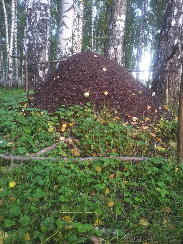 Палочка из муравейника