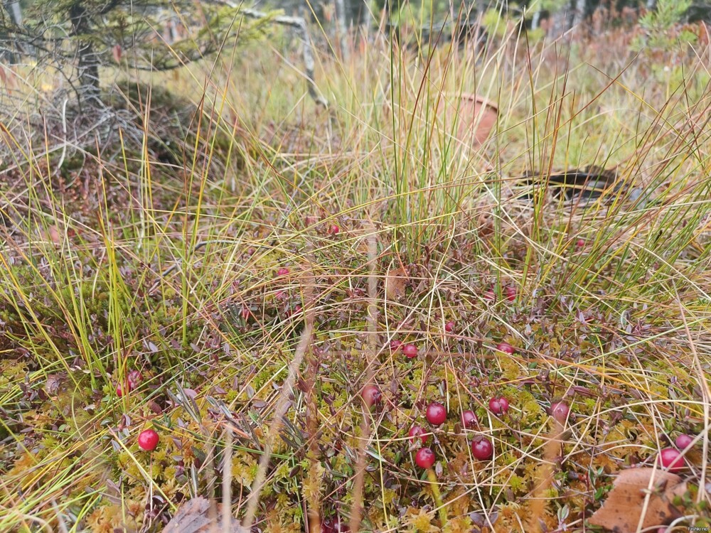 осень в южной Карелии