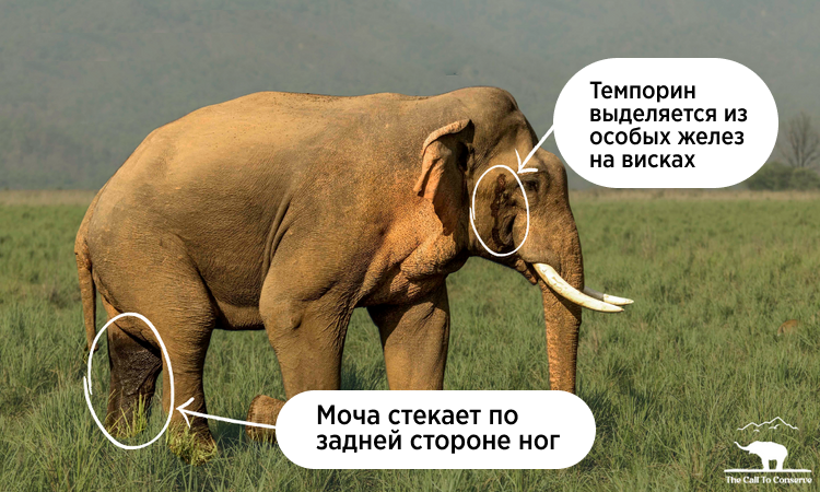 Муст: опасное время, когда слоны сходят с ума от ярости и крушат всё, что видят в поисках самки