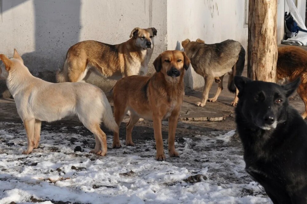 В Краснодарском крае стая бездомных собак напала на женщину на парковке и чуть не растерзала её