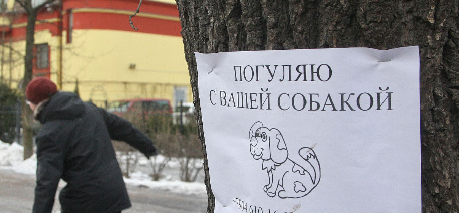 Сколько можно заработать на выгуле собак: одна из самых простых зоо-работ