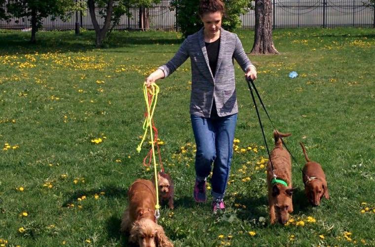 Сколько можно заработать на выгуле собак: одна из самых простых зоо-работ