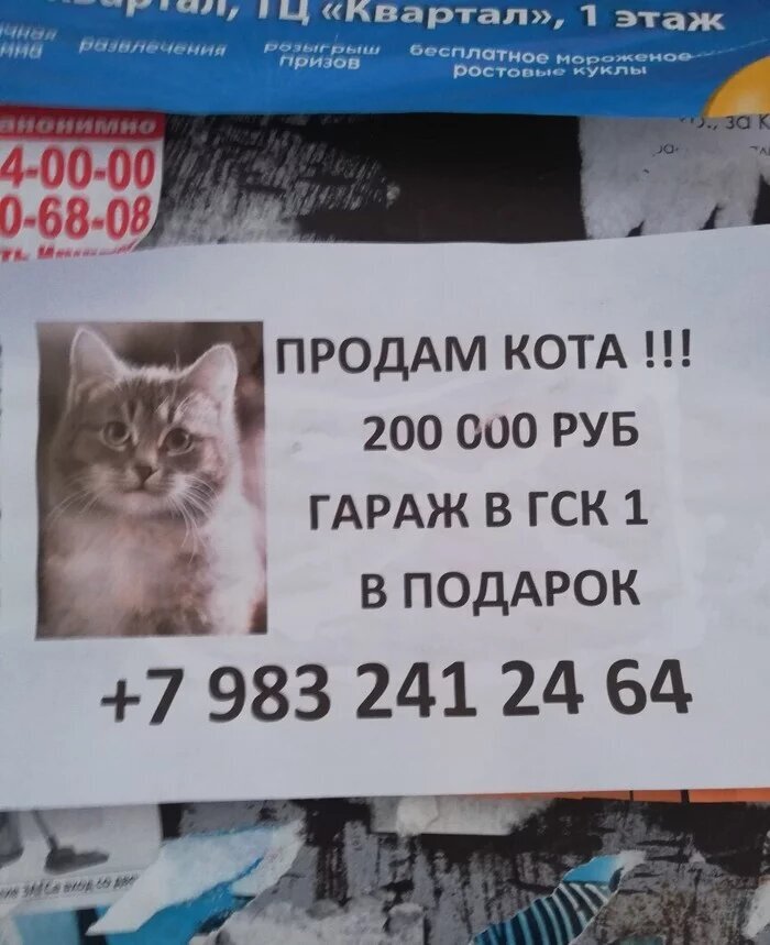 Купите кота