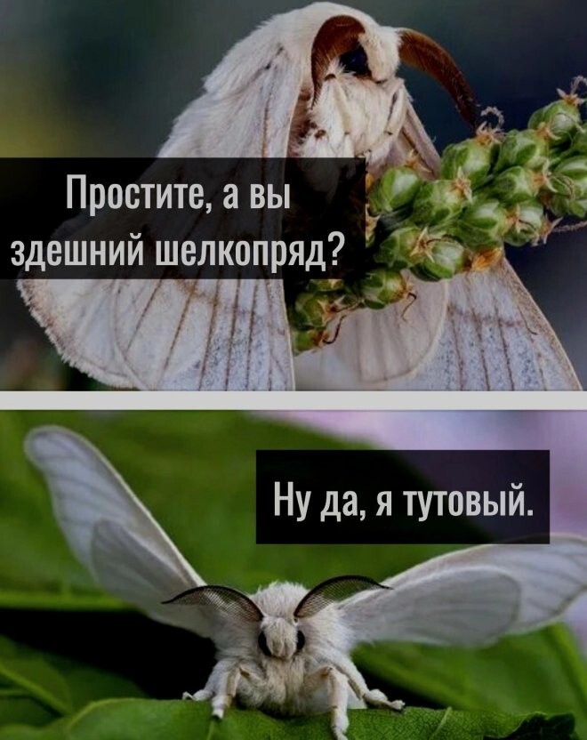 Скрины из соцсетей            
