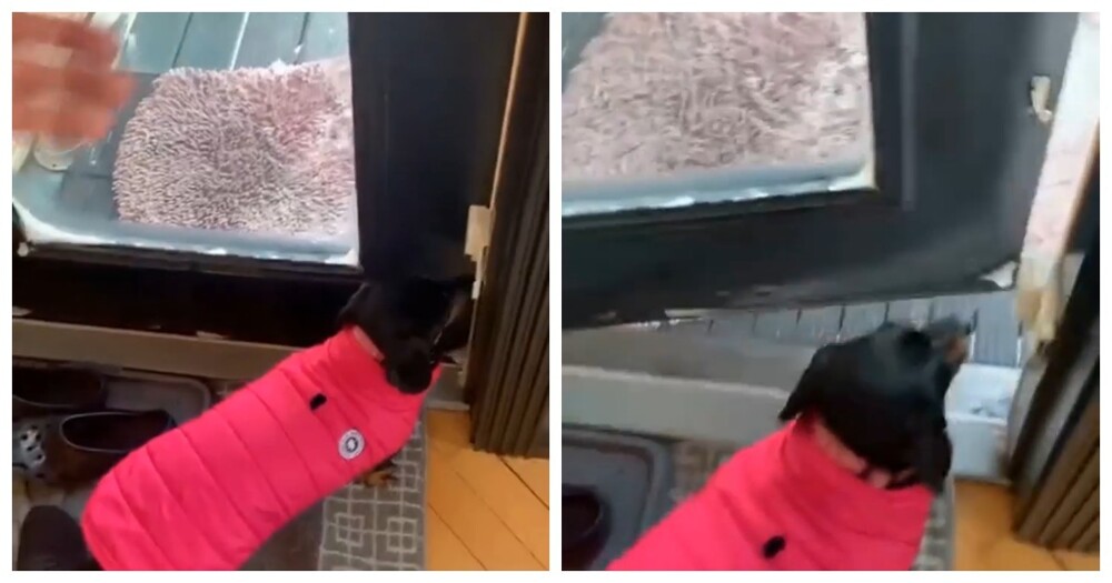 Самое быстрое «нет» в жизни собаки