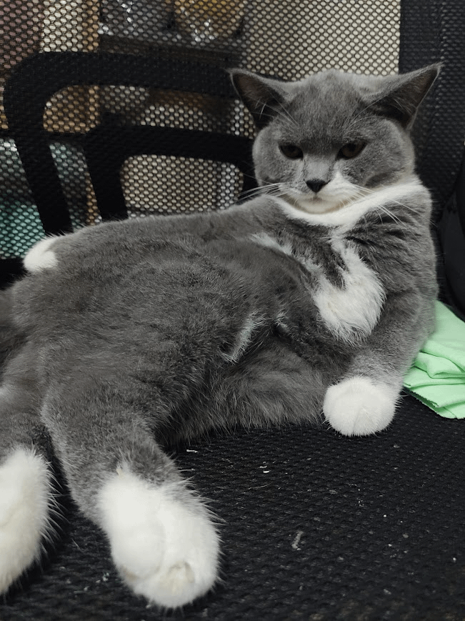 9. Котя недоволен, его погладили сегодня только один раз