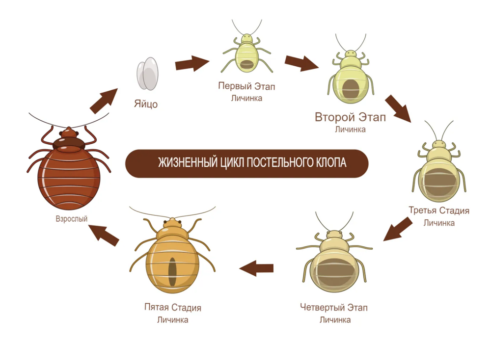 Постельный клоп: почему мы до сих пор не можем их победить?