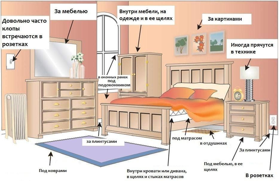 Постельный клоп: почему мы до сих пор не можем их победить?