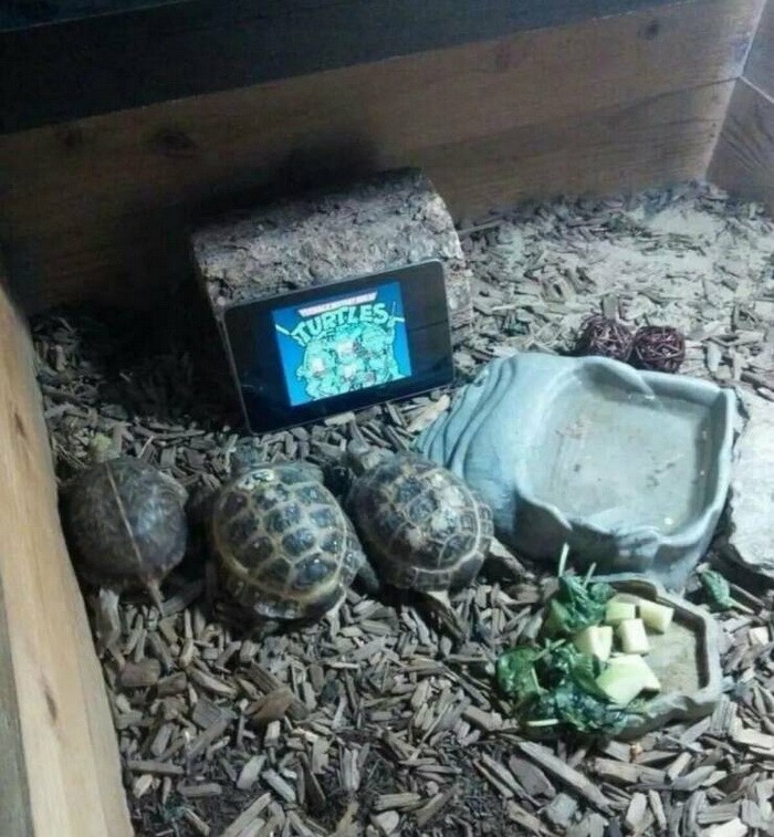 Намешалось