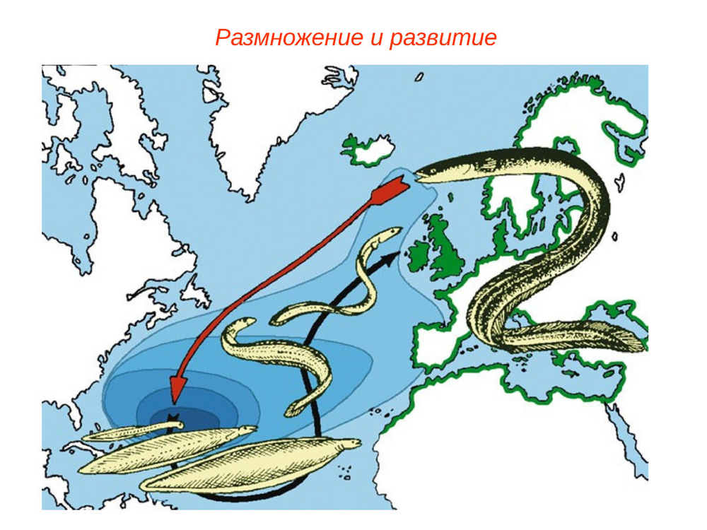 Почему угрей не разводят в неволе? Дело в великой тайне их размножения