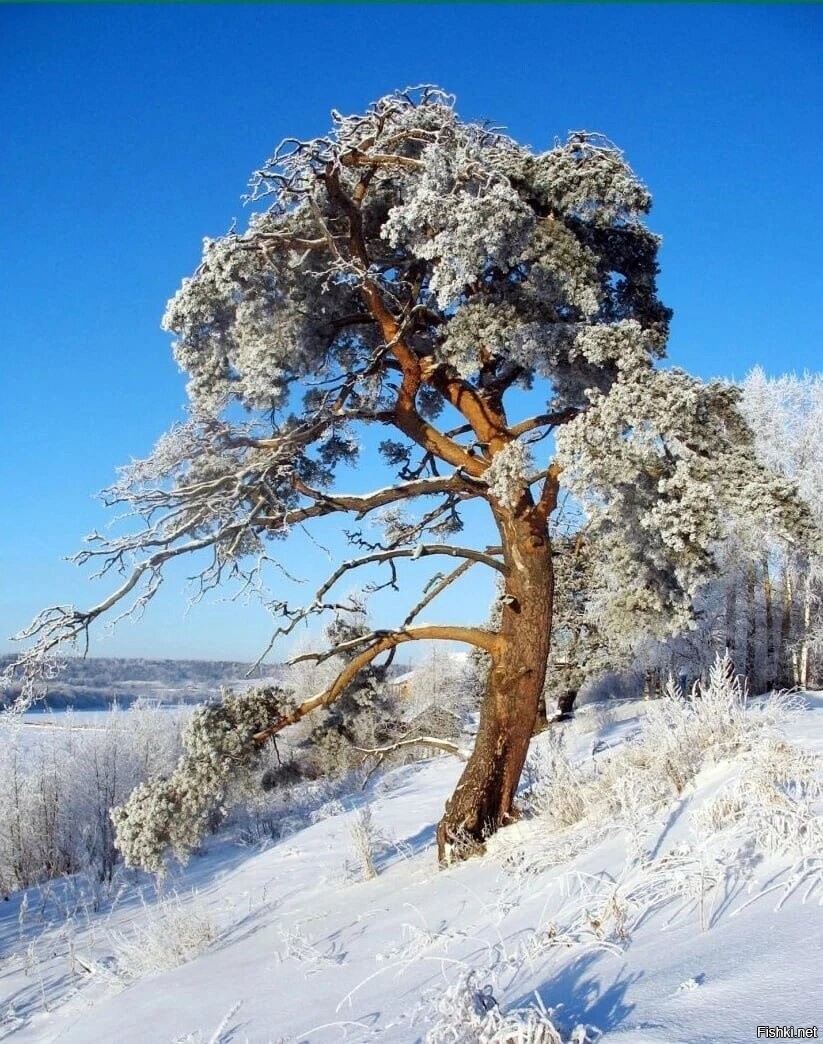 Доброго утра