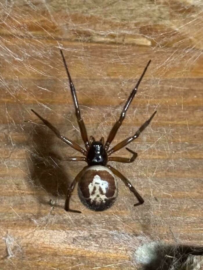 35. Ложная вдова Steatoda nobilis