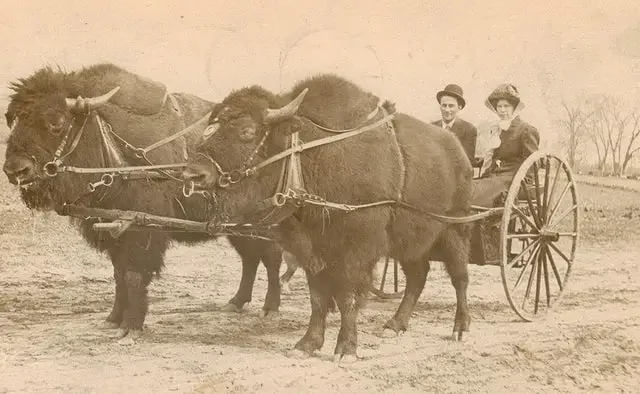 14. Упряжка бизонов XIX век Су-Фолс, Южная Дакота, 1885 год