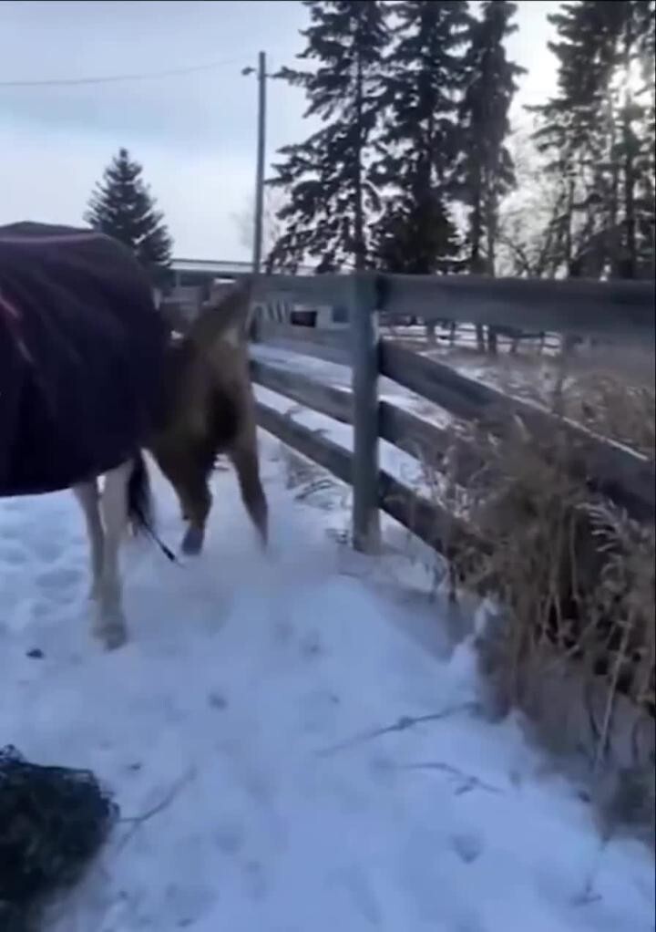 Пока необъезженный, но котейка своё дело знает