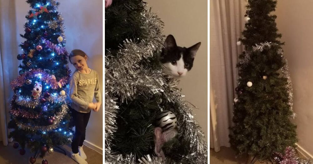 Новый год до появления кота / в первый год после появления кота / в последующие годы