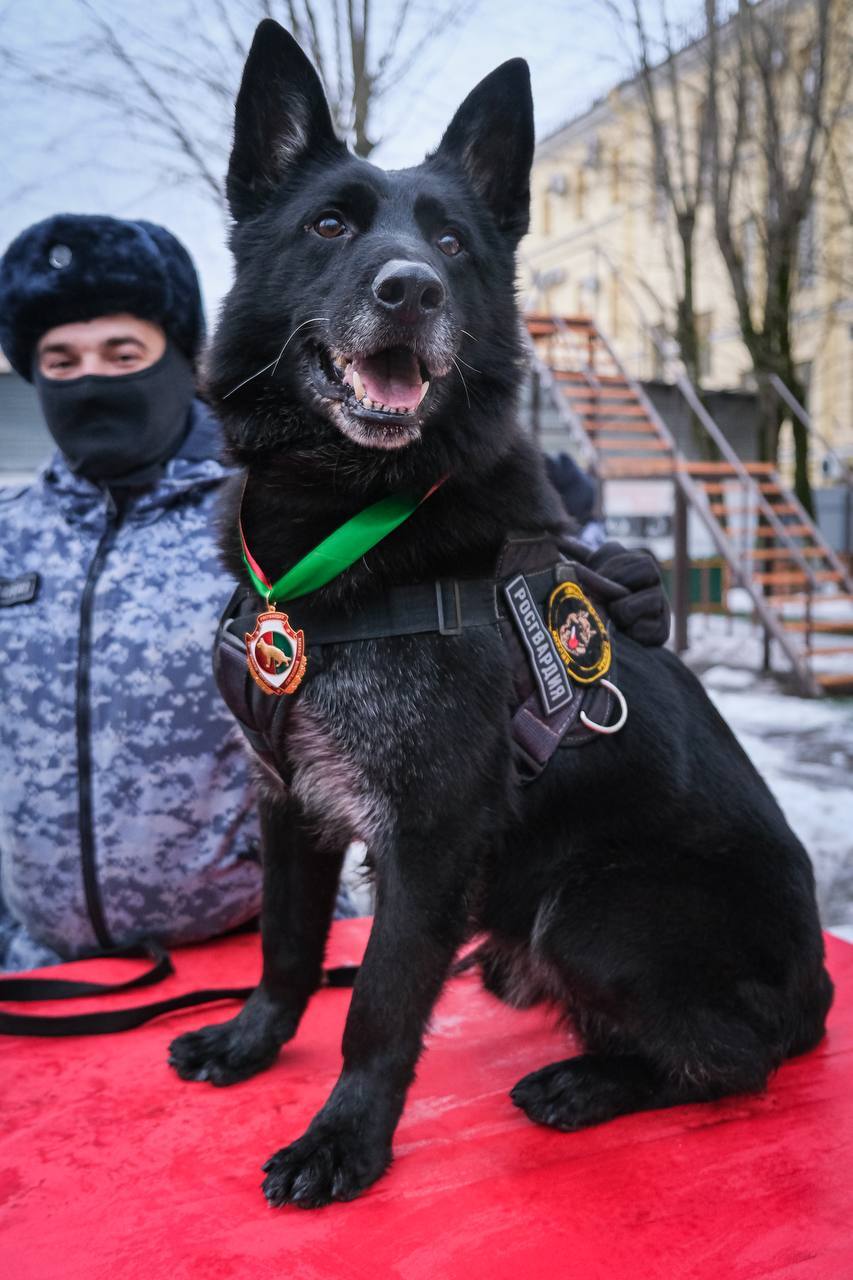 В Санкт-Петербурге служебную собаку впервые наградили медалью Росгвардии