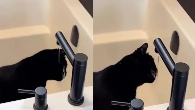 Неудачная попытка кота попить воду из-под крана