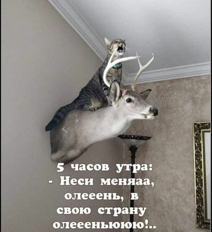 Весёлые картинки