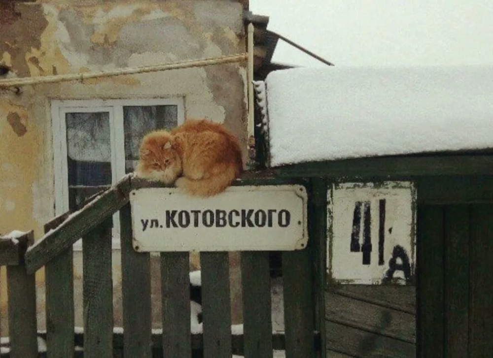 Кот на своём месте