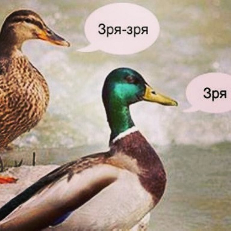 Только баяны, дурка и дзен