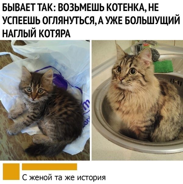 Шутки бывают разные