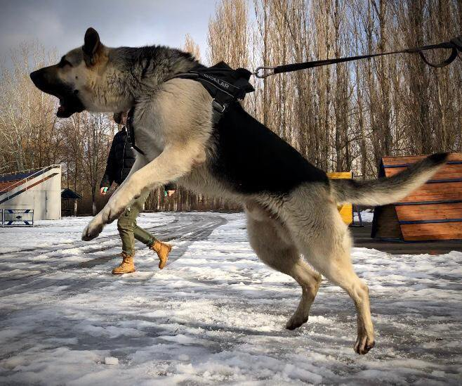 Отечественные породы собак, завоевавшие весь мир