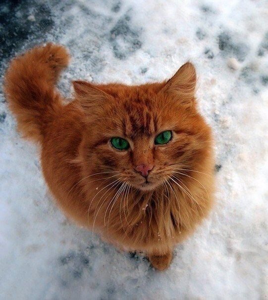 Рыжие коты