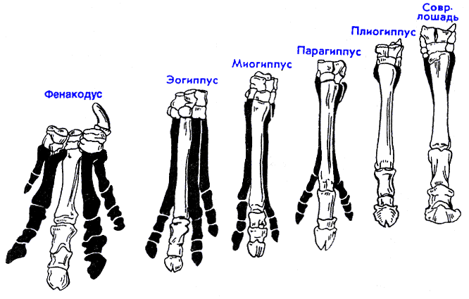 От 0 до 6: сколько пальцев у разных животных? Интересные мутации и формы