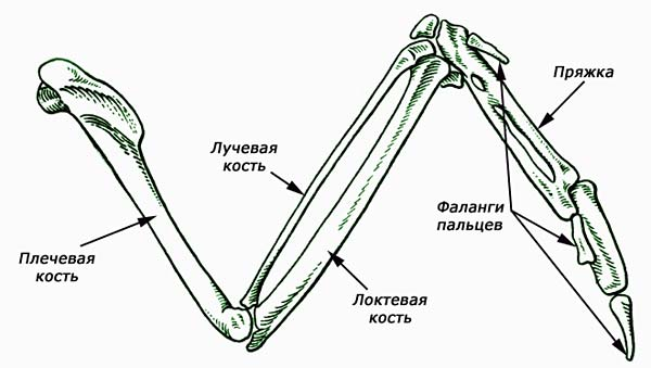 От 0 до 6: сколько пальцев у разных животных? Интересные мутации и формы