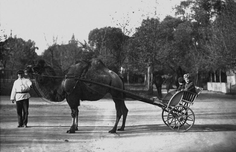 Детвора катается на тележке с верблюдом в Московском зоопарке, 1924.